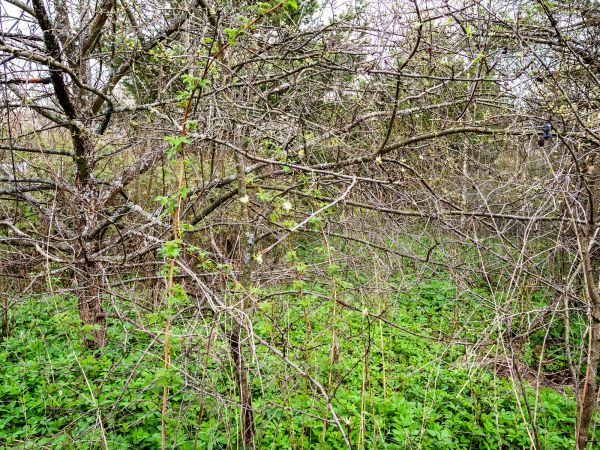 Underbrush Clearing in Manchester