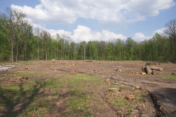 Pasture Clearing in Manchester