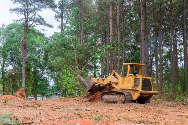 Forest Thinning in Manchester