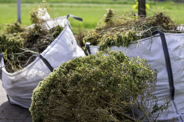 Bushes Clearing in Manchester