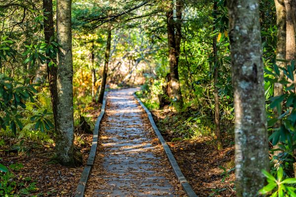 Trail Clearing in Manchester